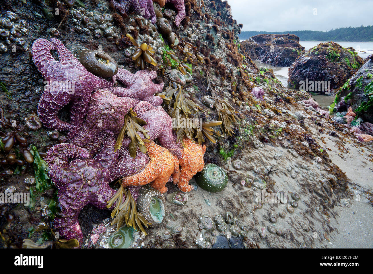 USA, Washington state, Olympic National Park. Low tide at Point of