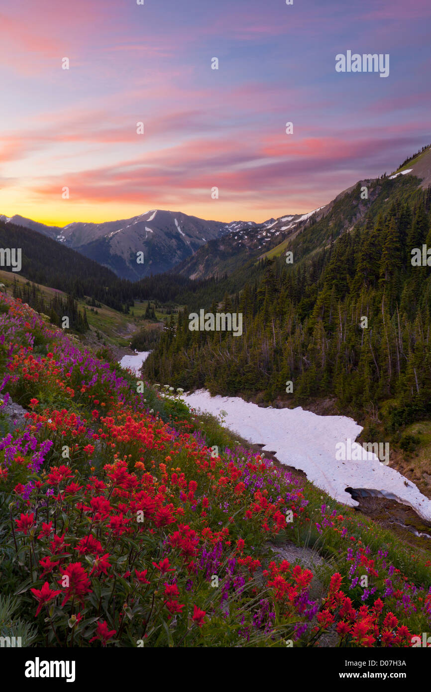 USA. Washington state, Olympic National Park. Indian Paintbrush and Western Sweetbroom. Badger Valley sunrise. Digital composite Stock Photo