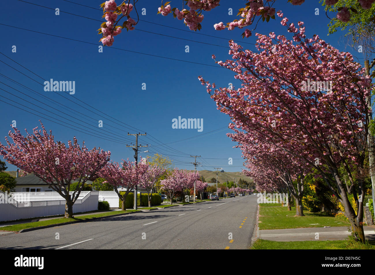 Blossom trees, McLauchlan St, Blenheim, Marlborough, South Island, New Zealand Stock Photo