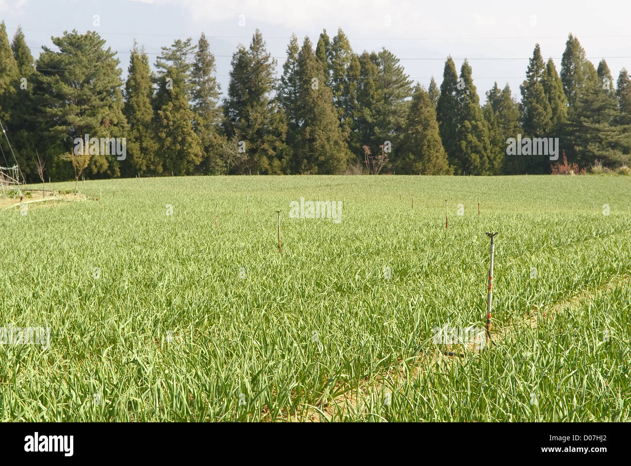 Rural scenery of green farm in outdoor in daytime Stock Photo Alamy