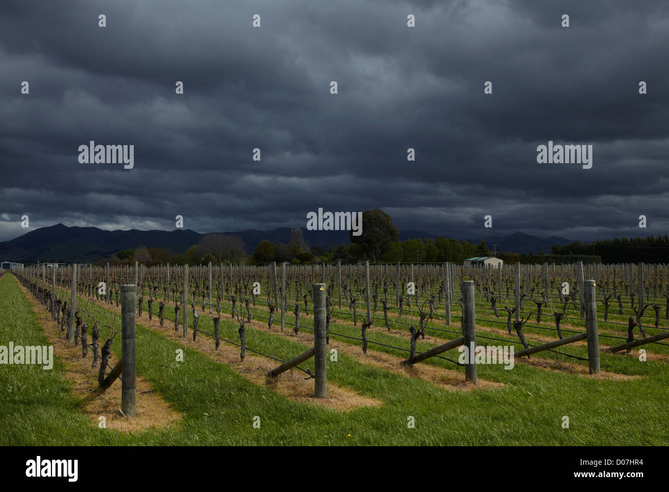 Dark clouds and vinyard near Blenheim, Marlborough, South Island, New Zealand Stock Photo