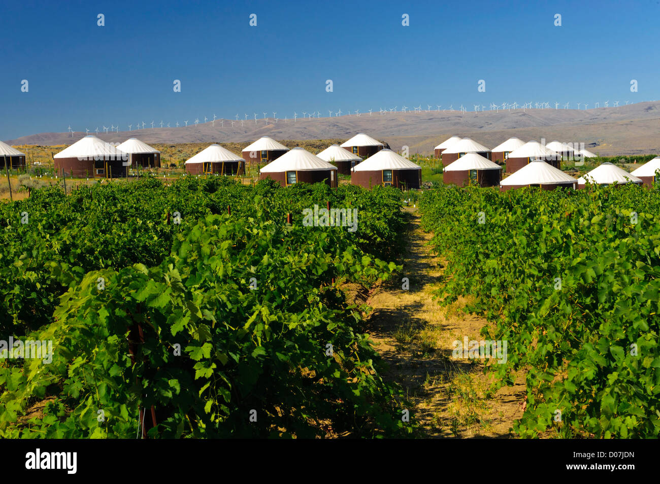 USA, Washington, Columbia Valley. Cave B Estate Winery offers yurts for  overnight stays in its vineyard Stock Photo - Alamy