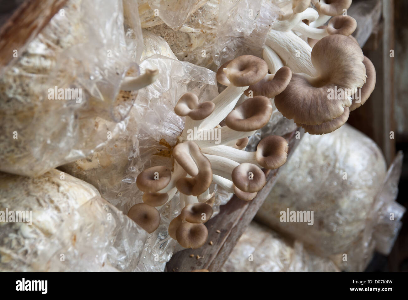 Oyster Mushroom color brown of mushroom cultivation Stock Photo Alamy
