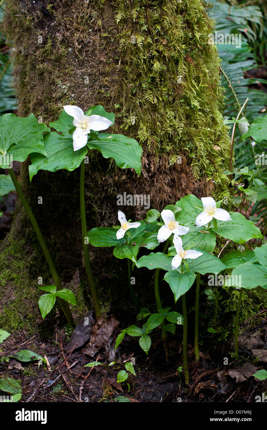 USA, WA, Bainbridge Island. Western Trillium (Trillium ovatum) blooms on trail in Grand Forest Land Trust Park Stock Photo