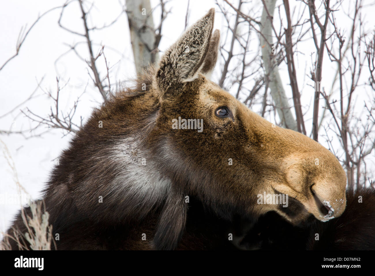 Moose at Grand Teton National Park, Wyoming, US Stock Photo Alamy