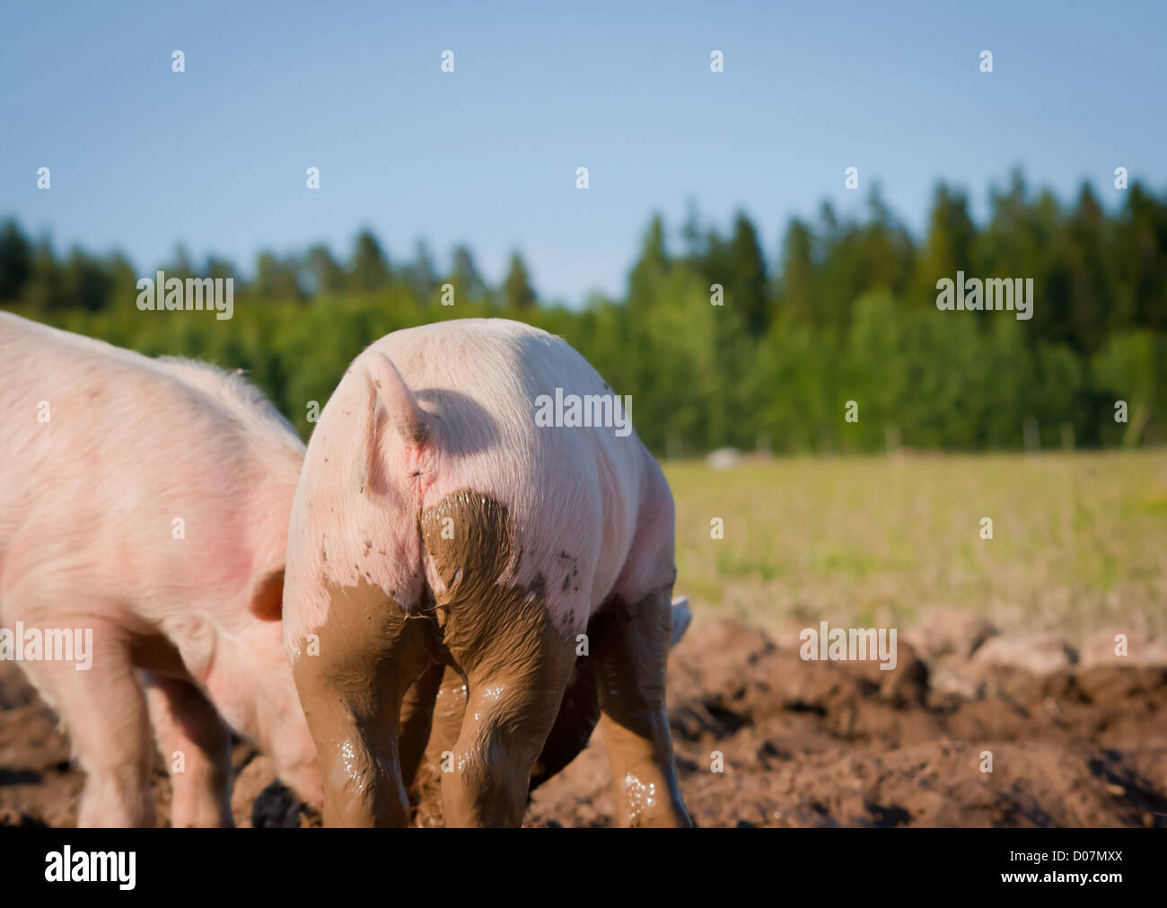 Pig rear hi-res stock photography and images - Alamy