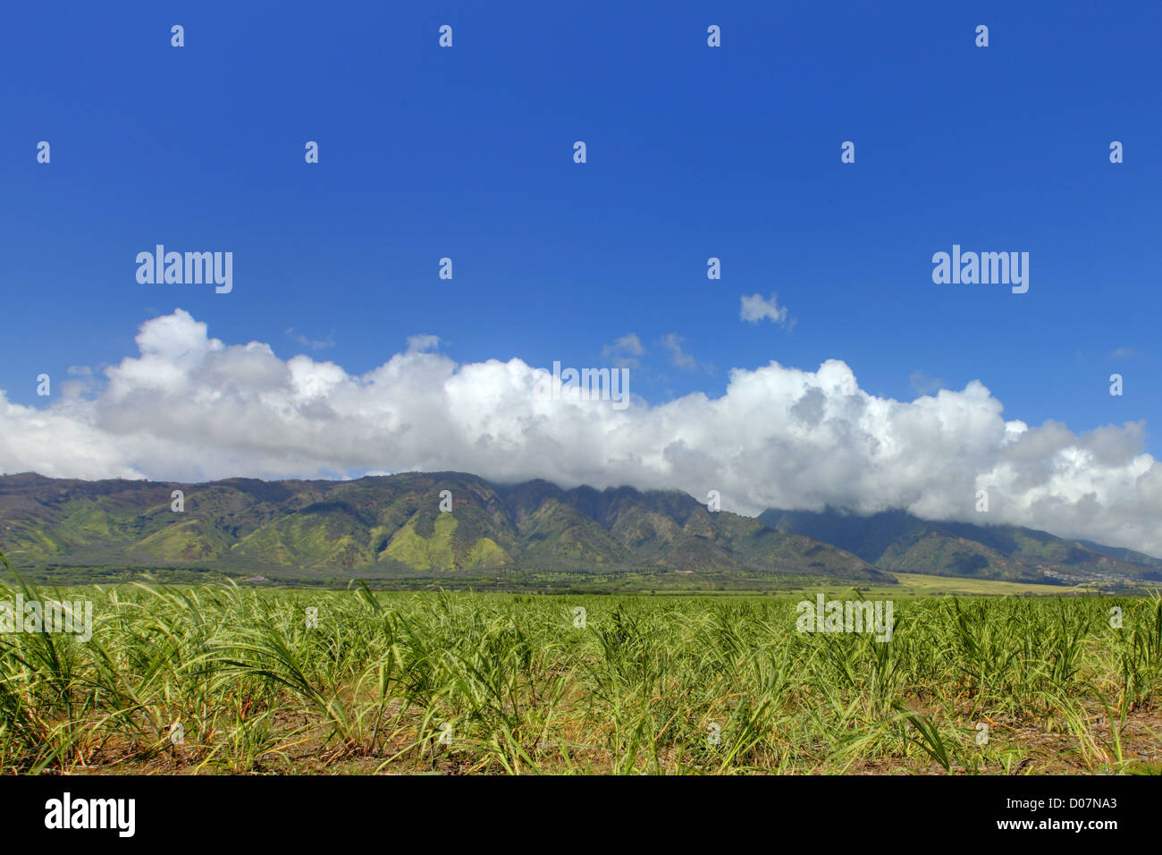 West Maui Mountain and sugar fields crops Stock Photo