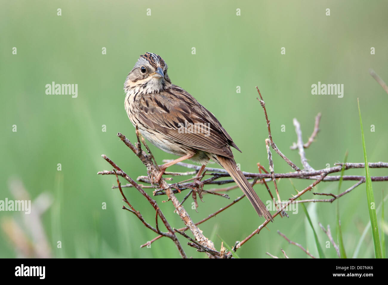 Lincoln's Sparrow Stock Photo