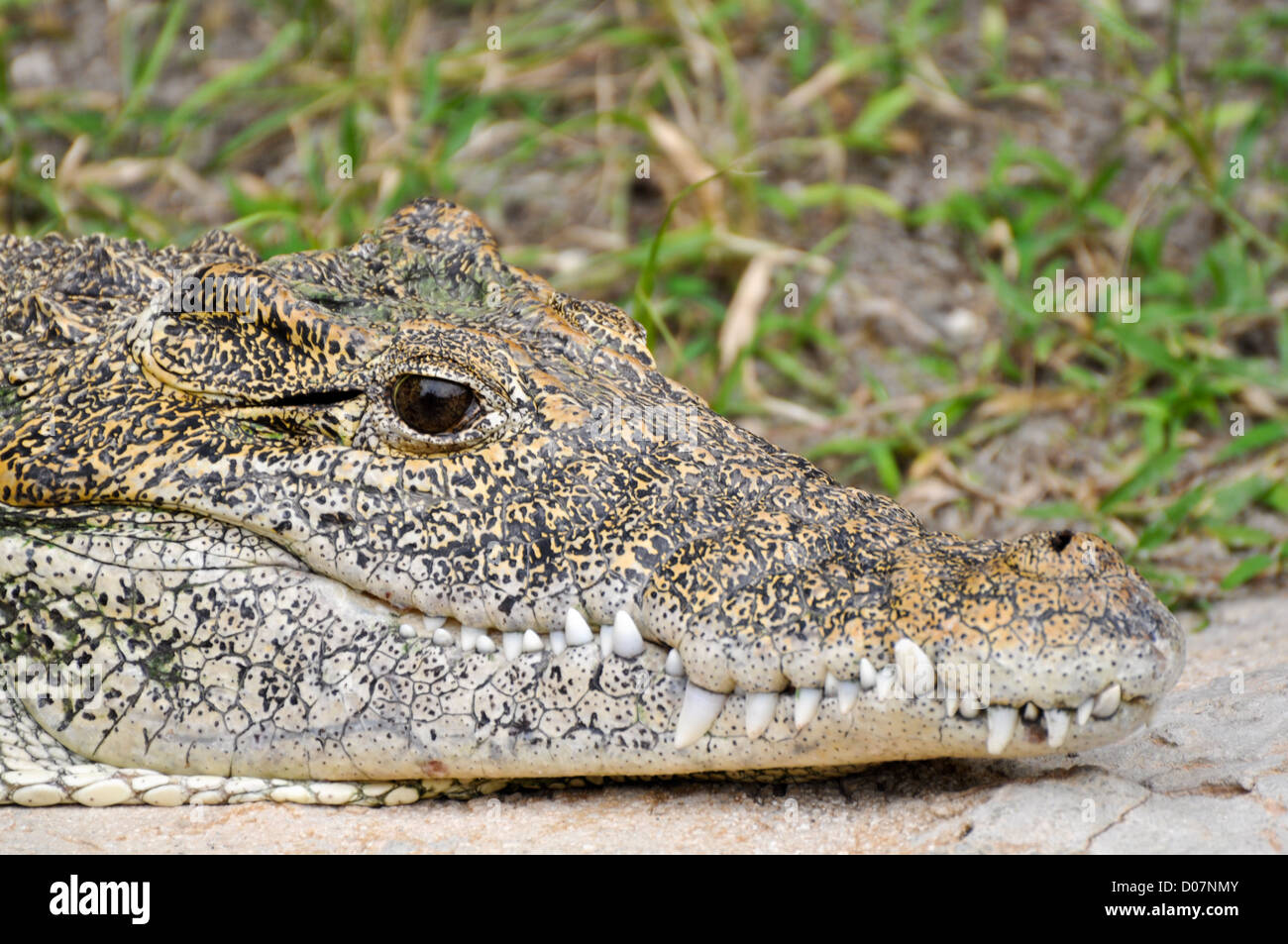 American Alligator Profile with Eyes Open Stock Photo