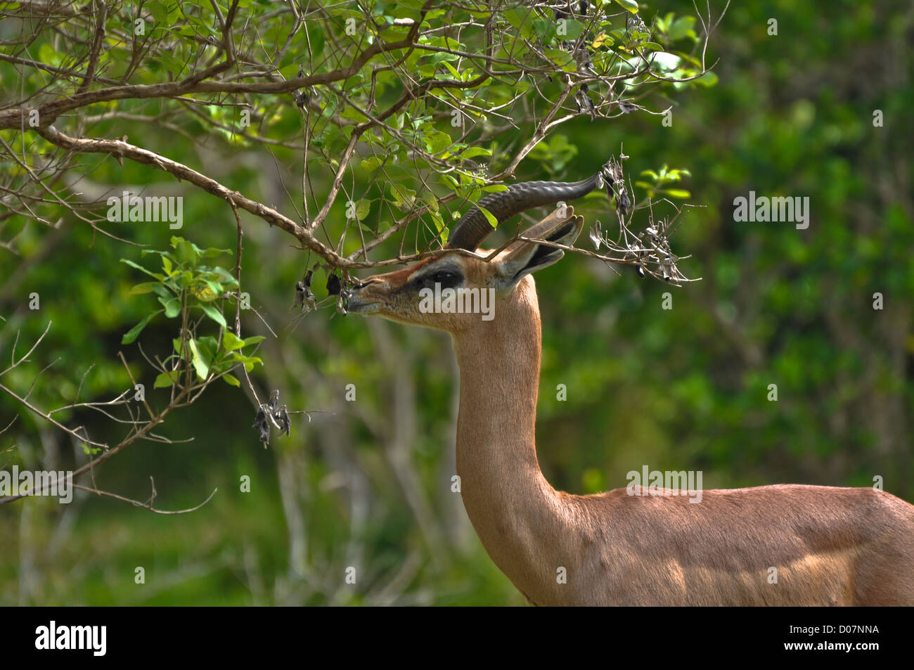 Beautiful Antelope grazing on a tree Stock Photo