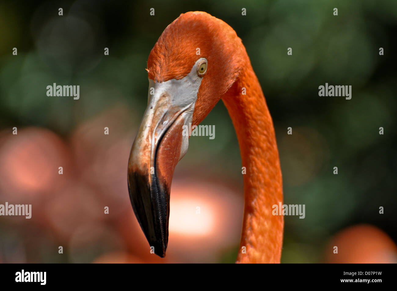 Beautiful and Graceful Pink Flamingo Stock Photo