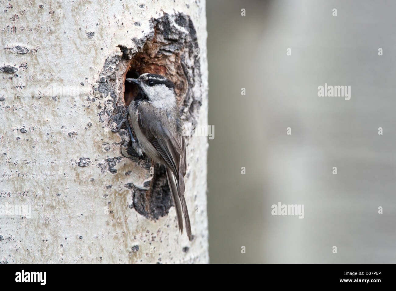 Chickadee Nest High Resolution Stock Photography And Images Alamy