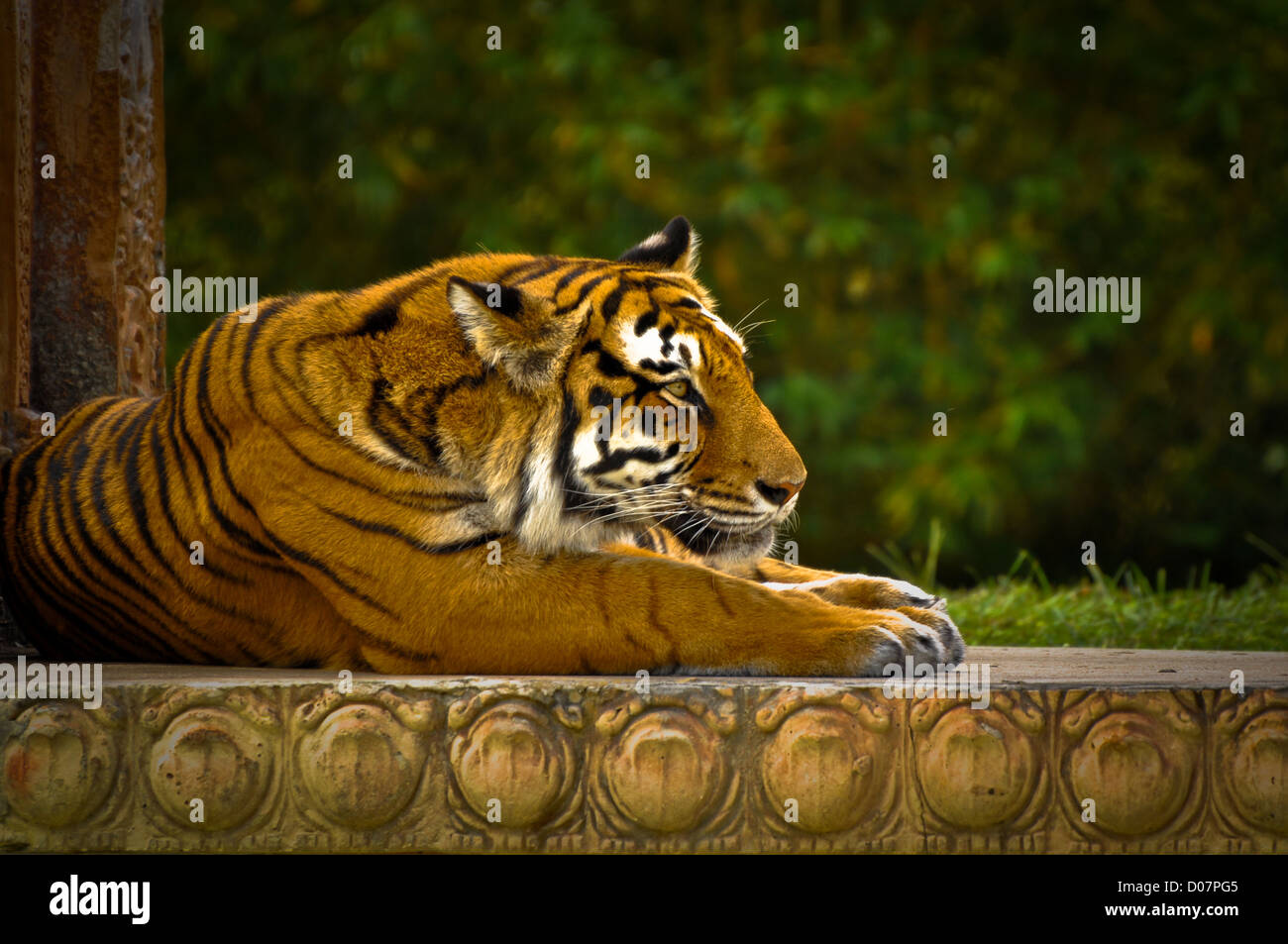 Fierce Striped Tiger Gazing forward Stock Photo