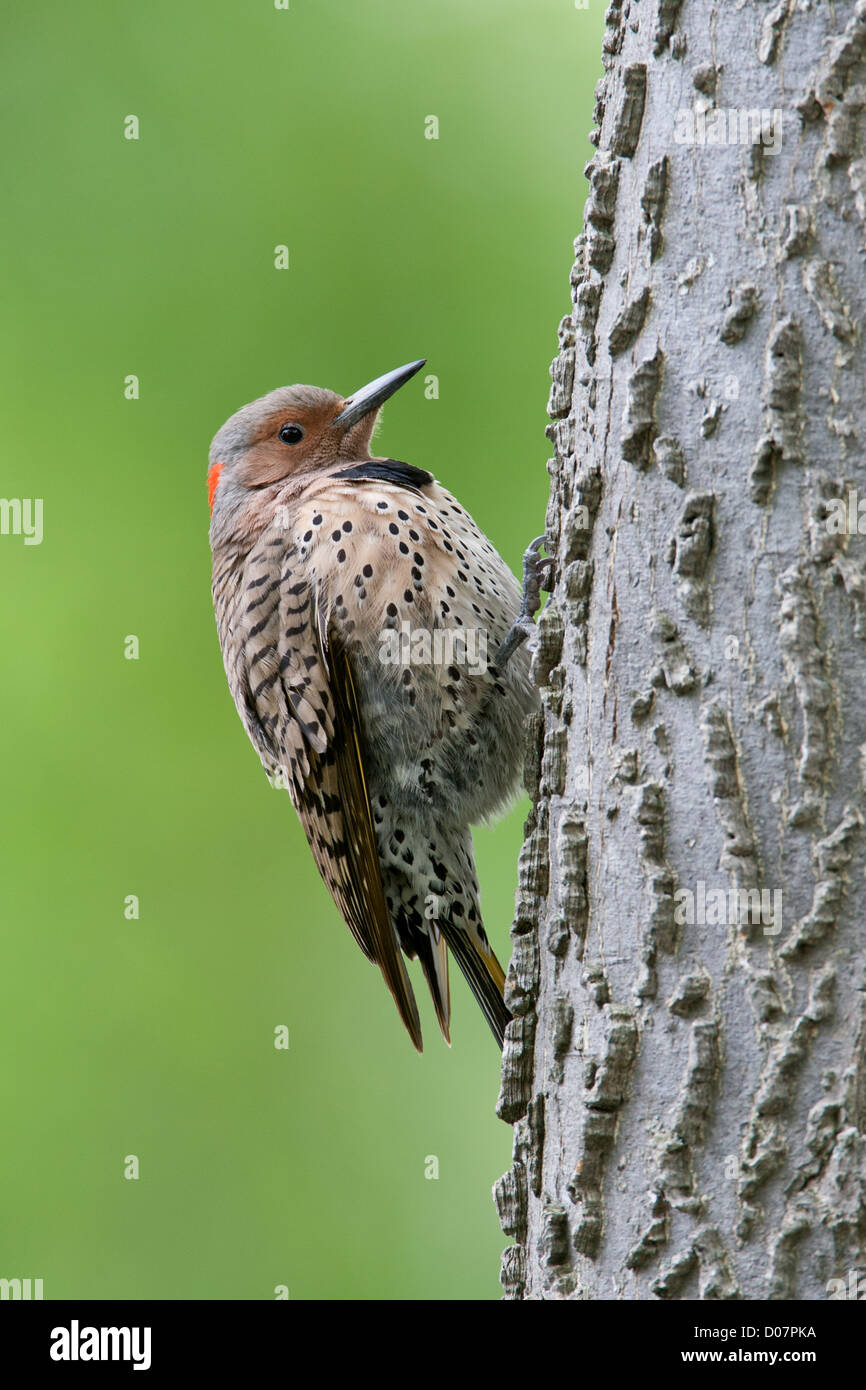 Northern Flicker woodpecker perching on Hackberry Tree vertical Stock Photo
