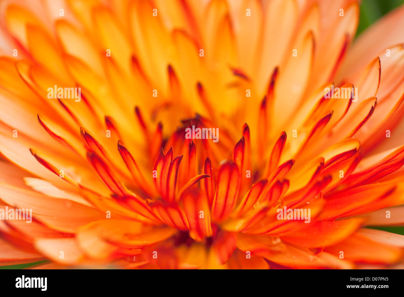 Light orange petals hi-res stock photography and images - Alamy