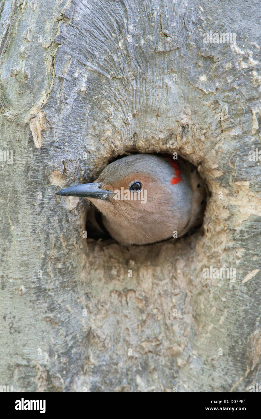 Northern Flicker yellow-shafted woodpecker popping out of Nest Cavity Stock Photo
