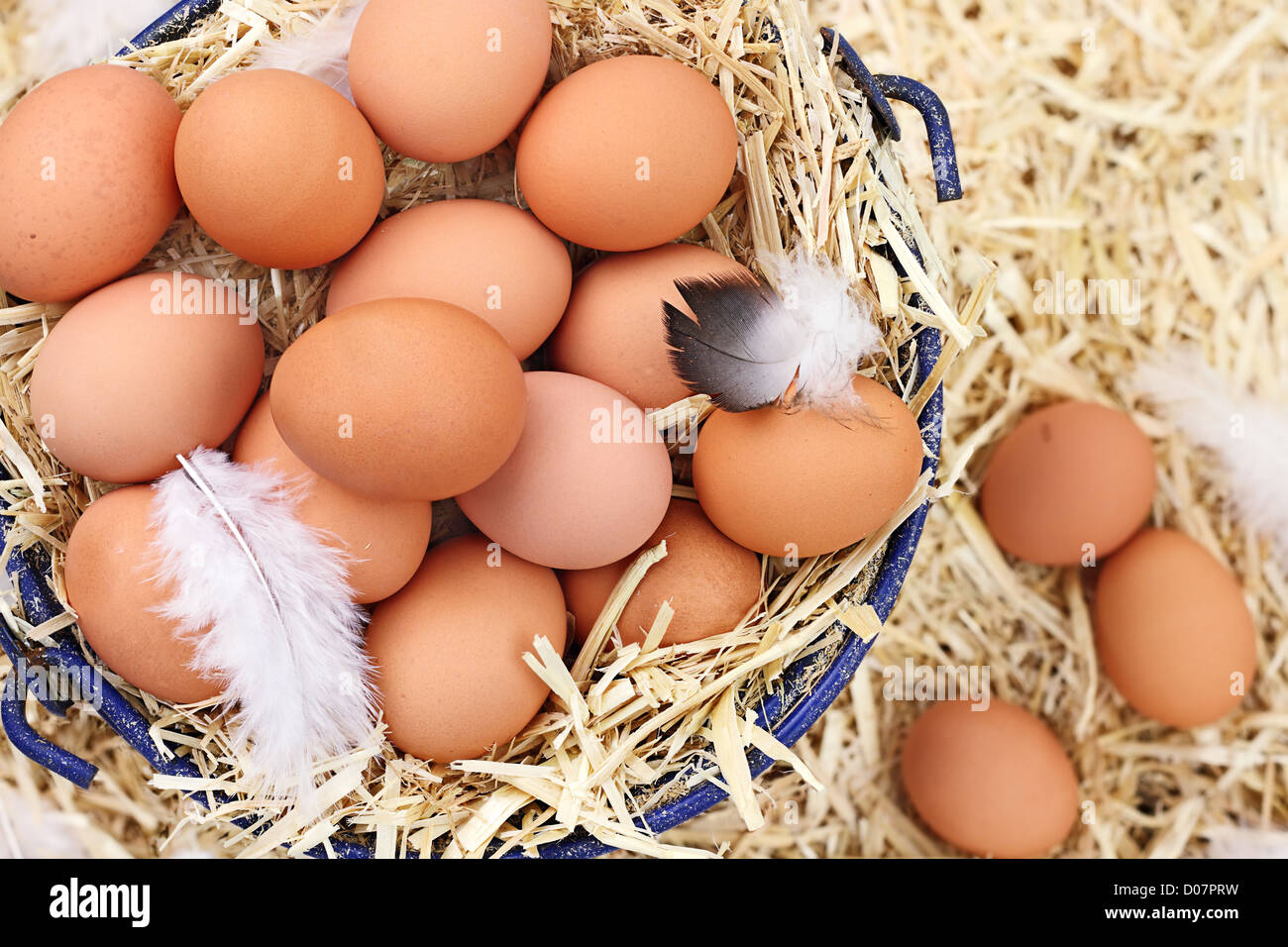 Large clutch of fresh free range eggs in a nest of straw Stock Photo