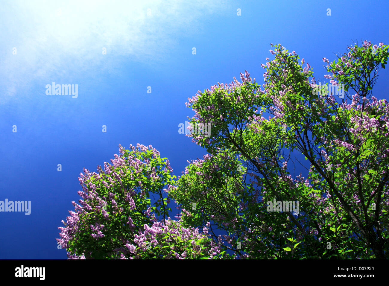 Purple lilac bush in early summer against the blue sky Stock Photo