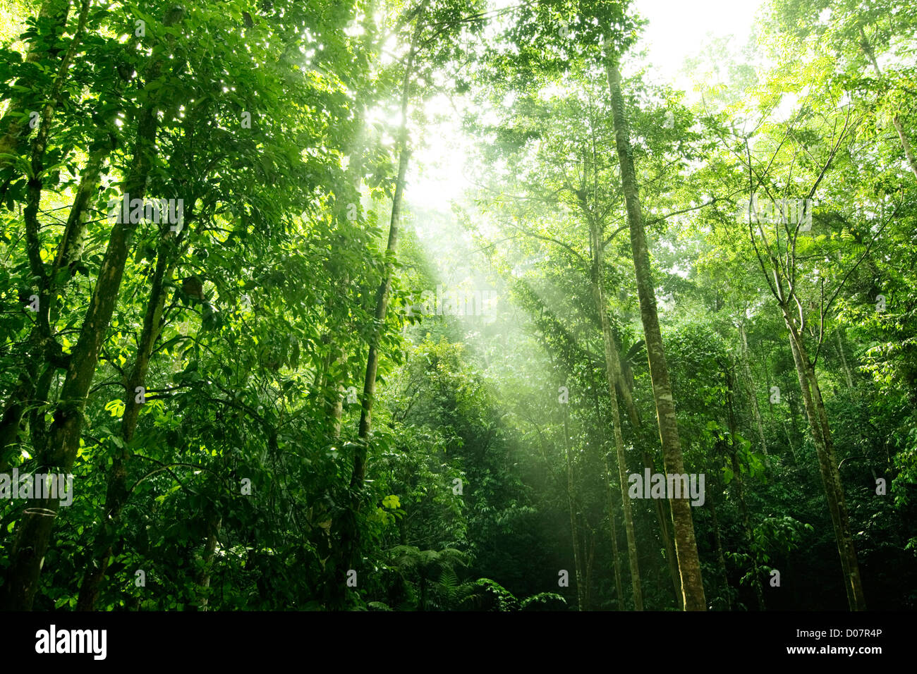 Sunbeam shine thru the tropical green forest Stock Photo - Alamy