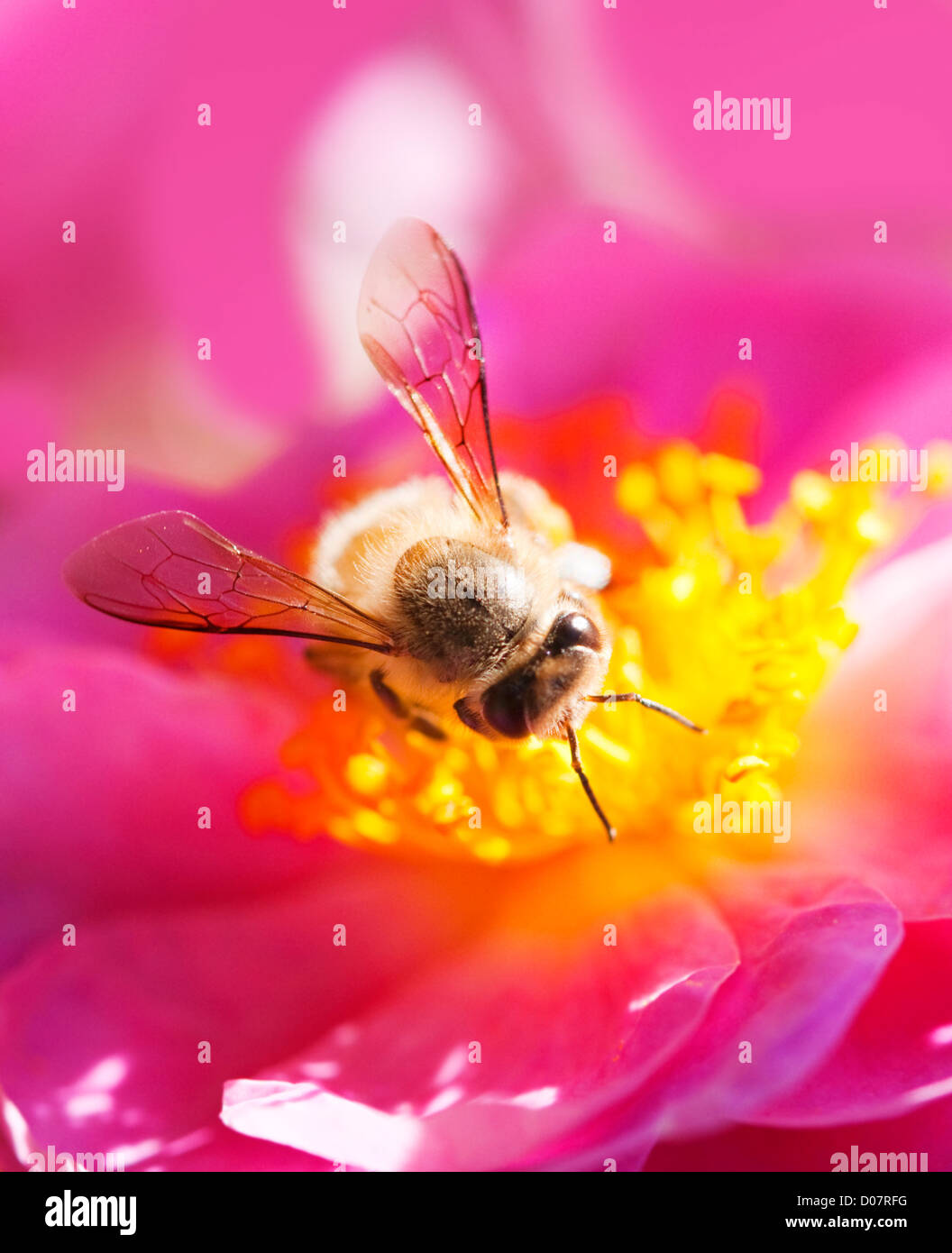 Single honey bee feeding hi-res stock photography and images - Alamy