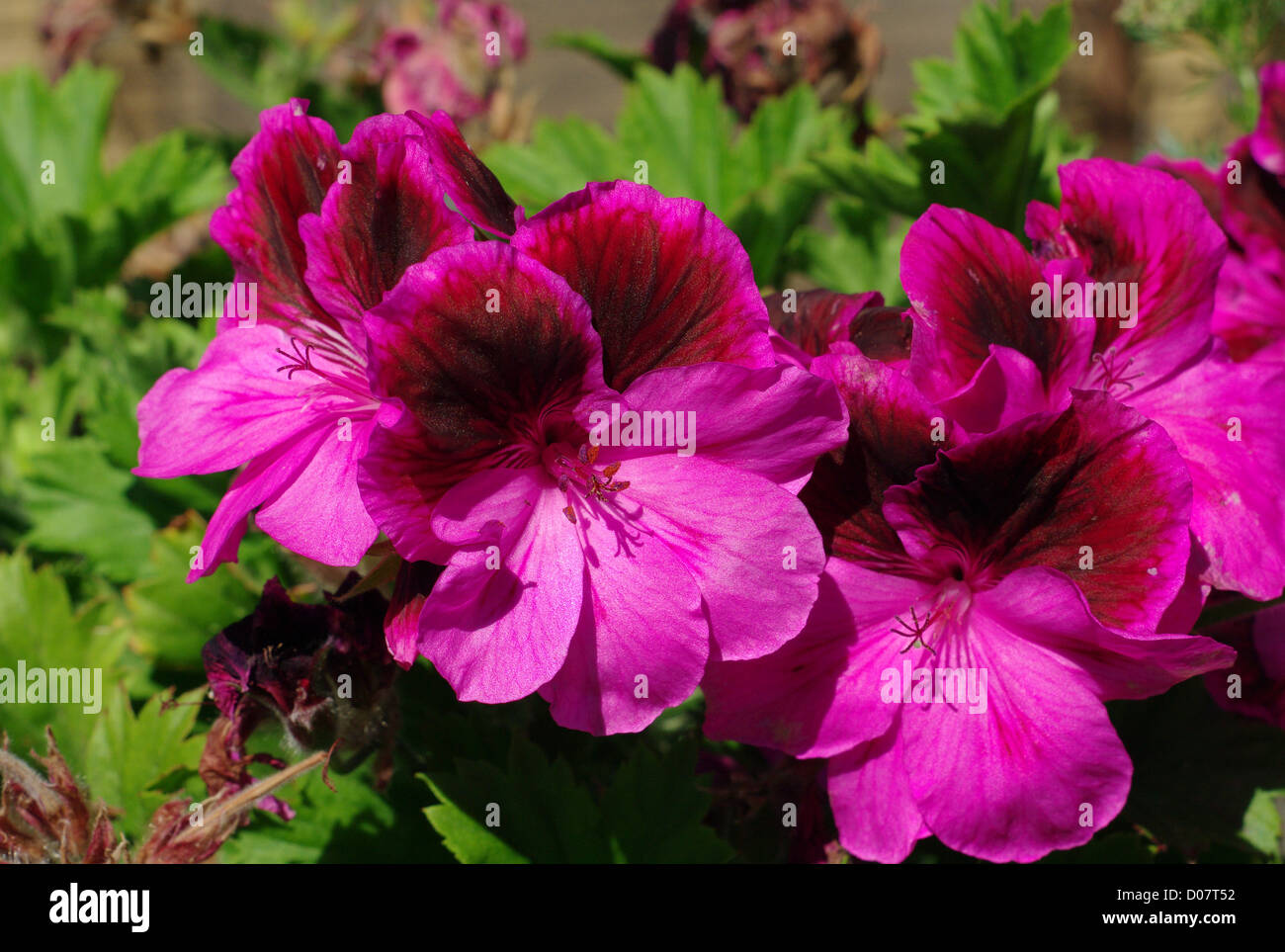 A Close Up View Of The Washington State Flower The Coast Stock Photo Alamy