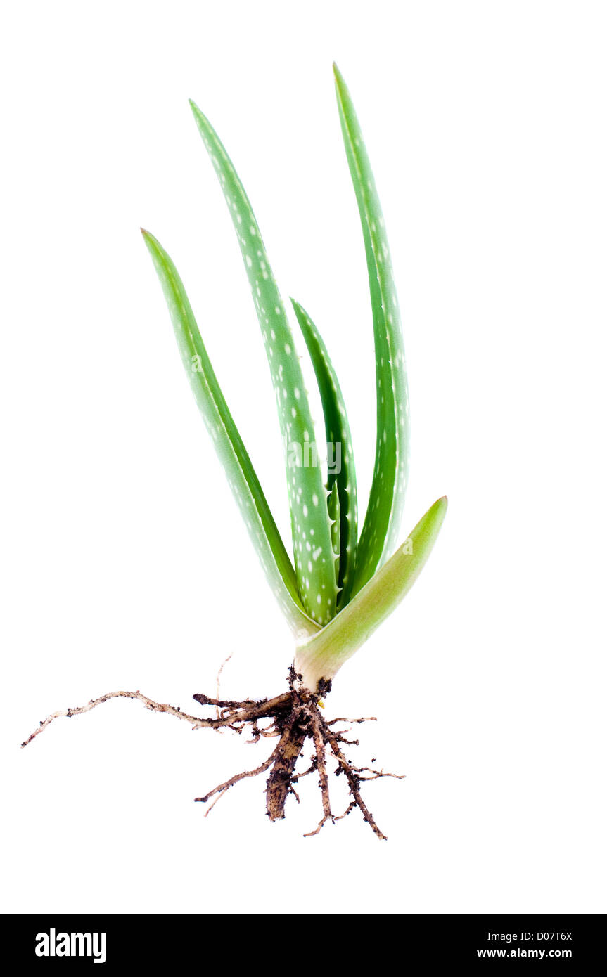 Baby aloe vera hi-res stock photography and images - Alamy
