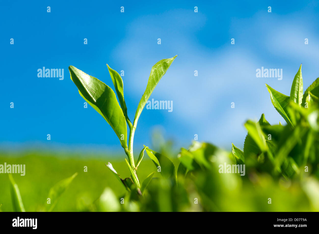 Close up tea leaves with morning sunlight, Cameron Highland Malaysia