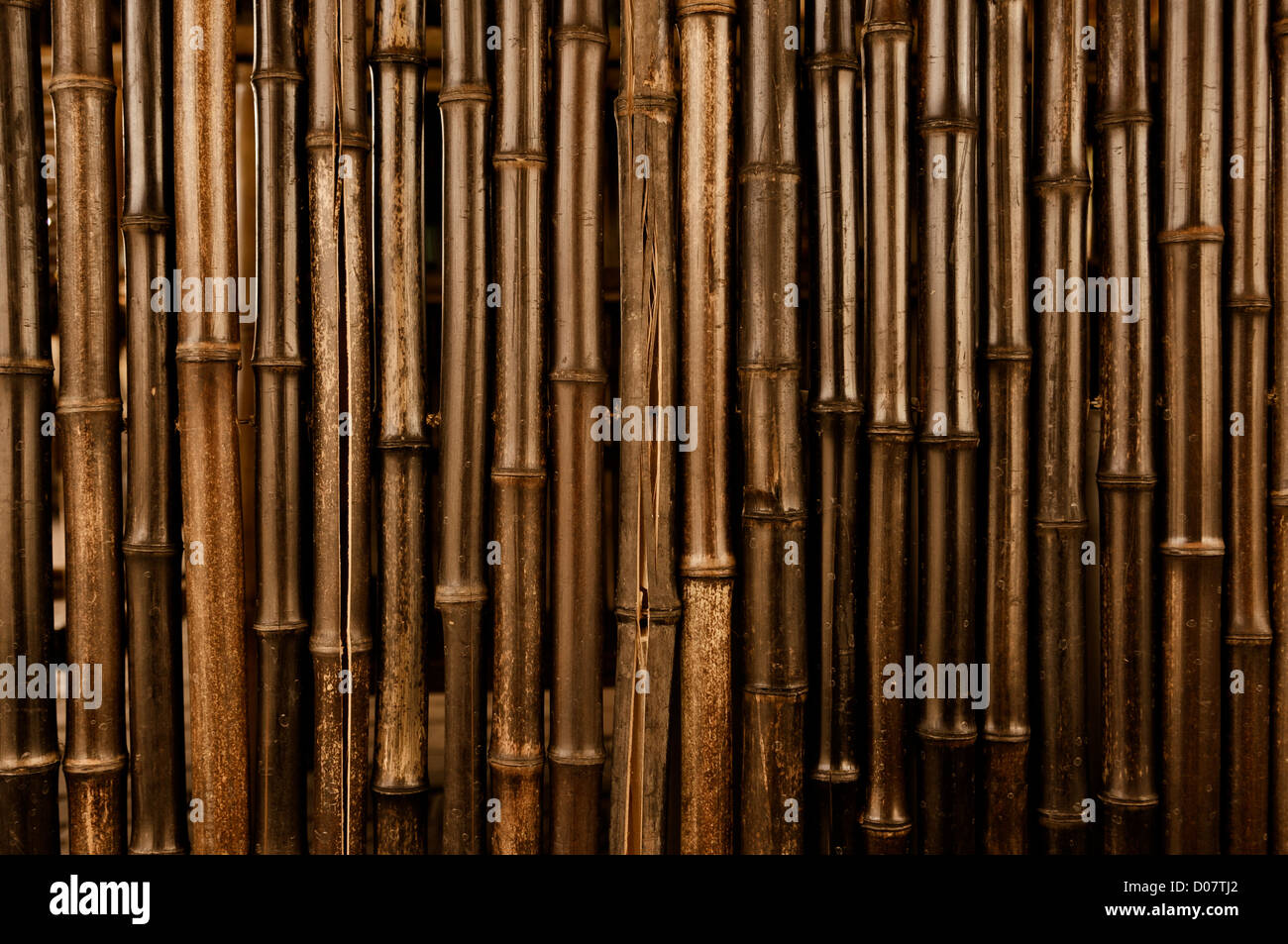 Bamboo Dark Background Stock Photo