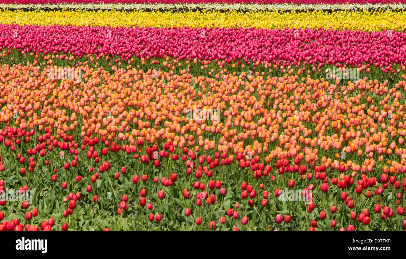 A field of colorful tulips in full bloom photographed in an abstract ...