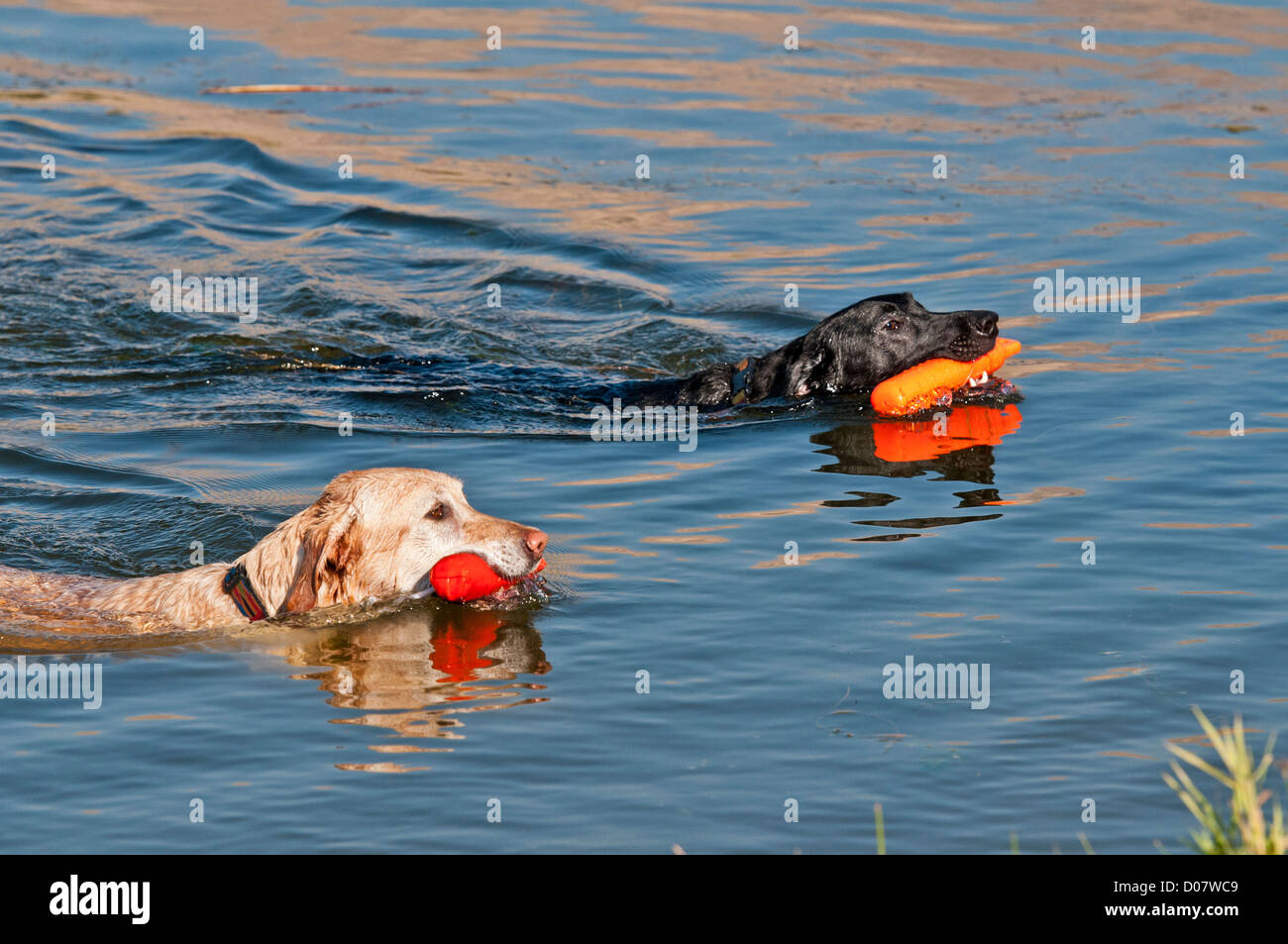 Black and yellow Labrador retrievers retrieving training bumpers Stock Photo