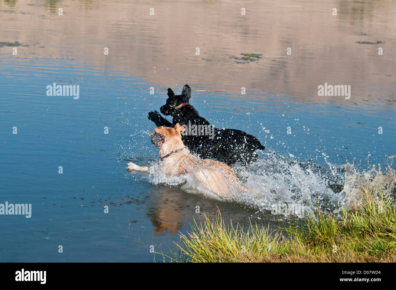 black and yellow Labs jumping into water Stock Photo
