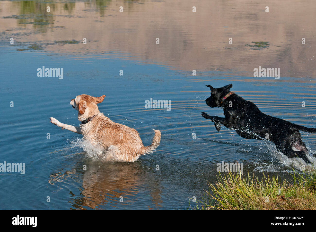 Black and yellow Labrador retrievers jumping into water Stock Photo