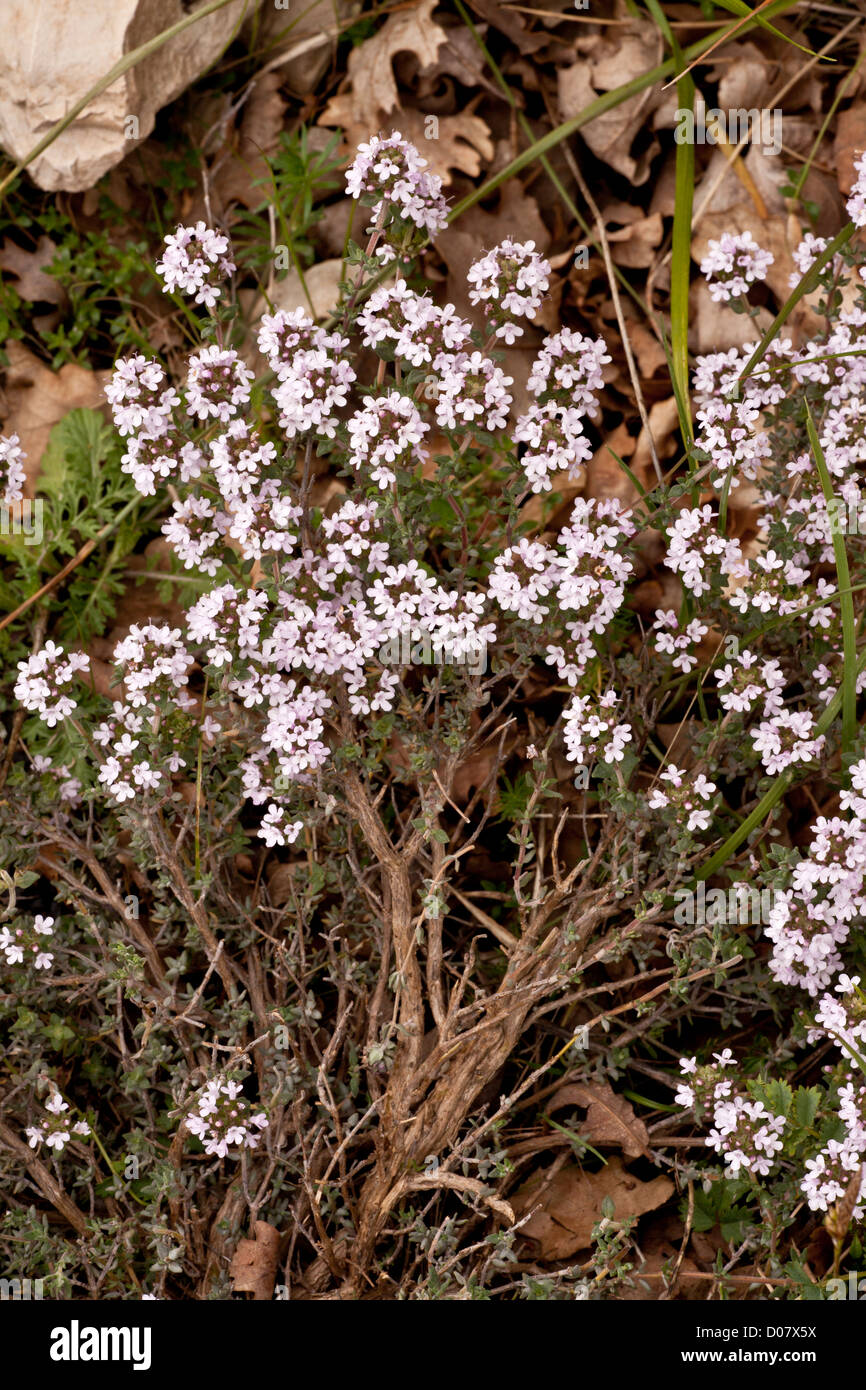 Culinary Thyme, Thymus vulgaris, in flower. Cevennes, France Stock