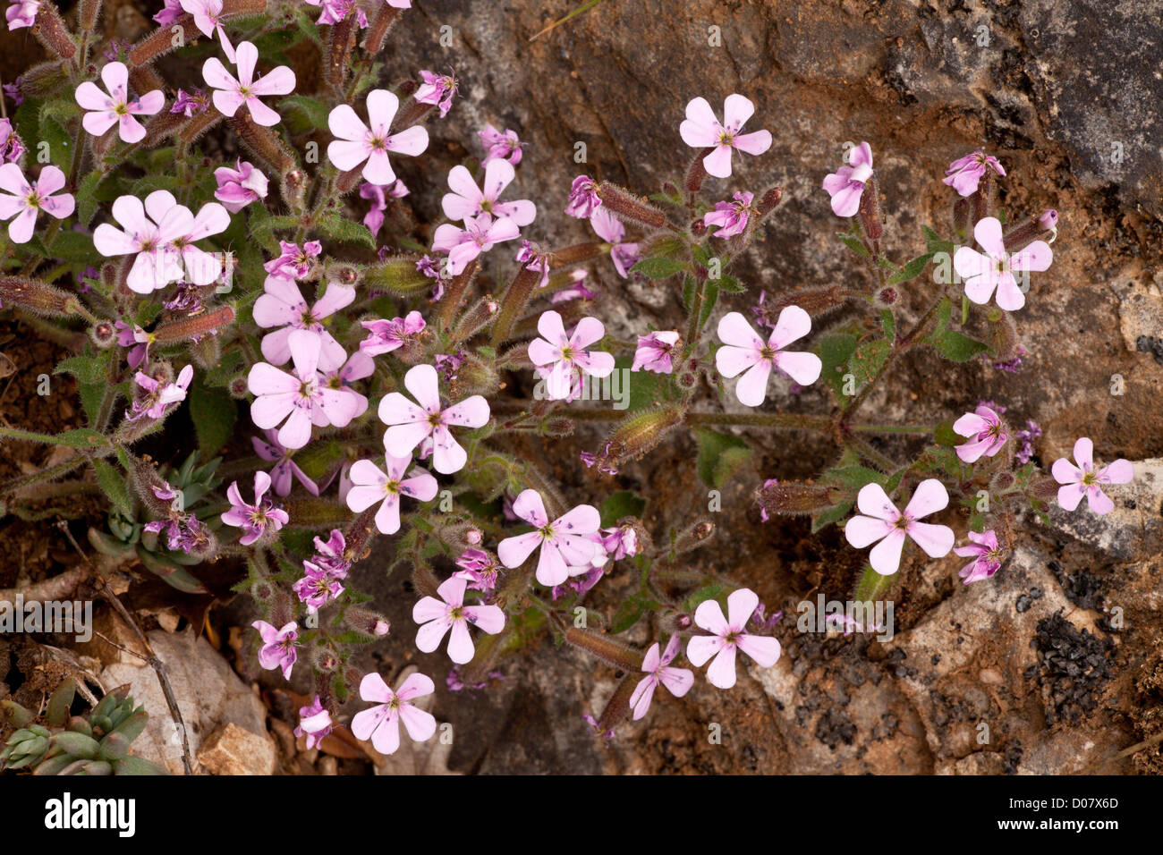 Rock Soapwort, Saponaria ocymoides in flower; Cevennes, France Stock Photo