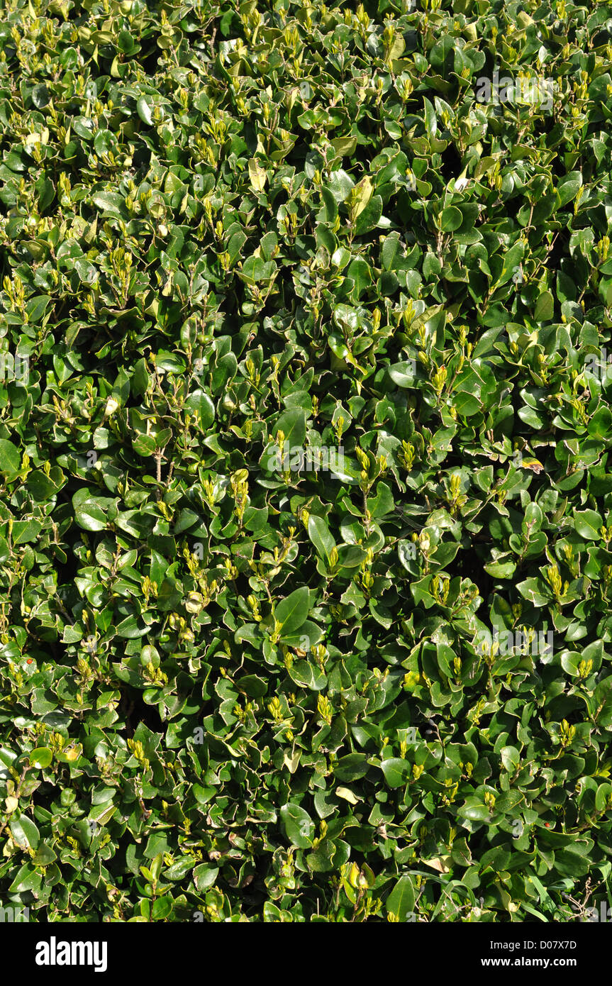 Green and Yellow Hedge Plant Vertical Background Stock Photo