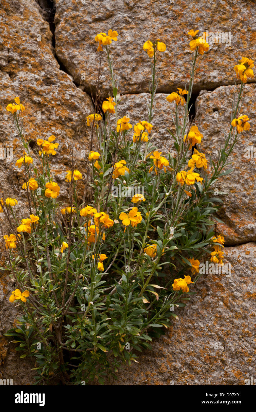 Wallflower, Cheiranthus cheiri, naturalised on old stone wall. Cevennes, France Stock Photo