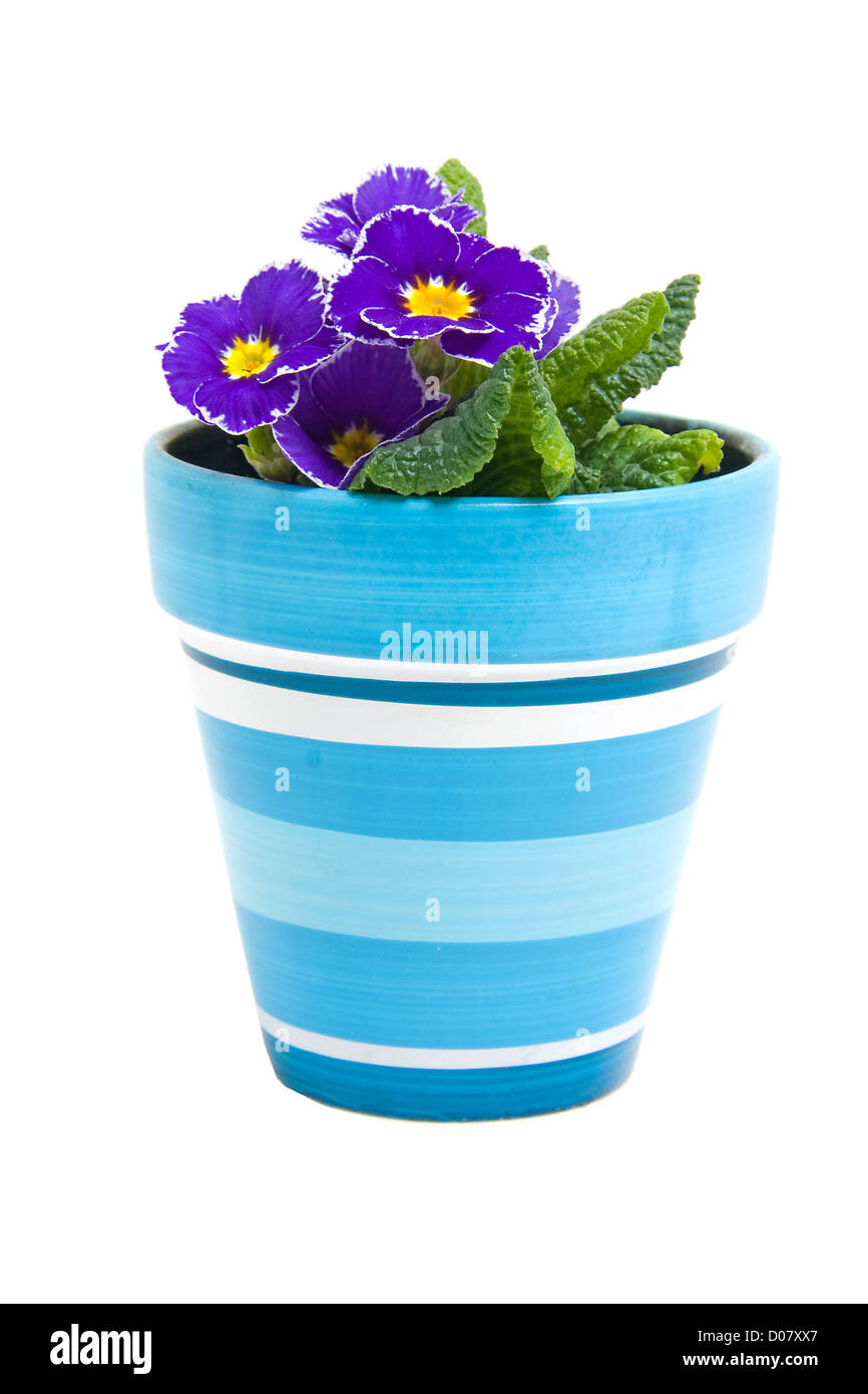 Purple Primula flower in blue pot isolated on white background Stock Photo