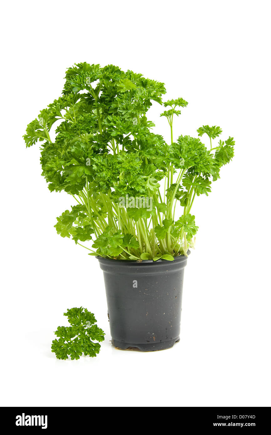 Plant of fresh parsley isolated on white background Stock Photo Alamy