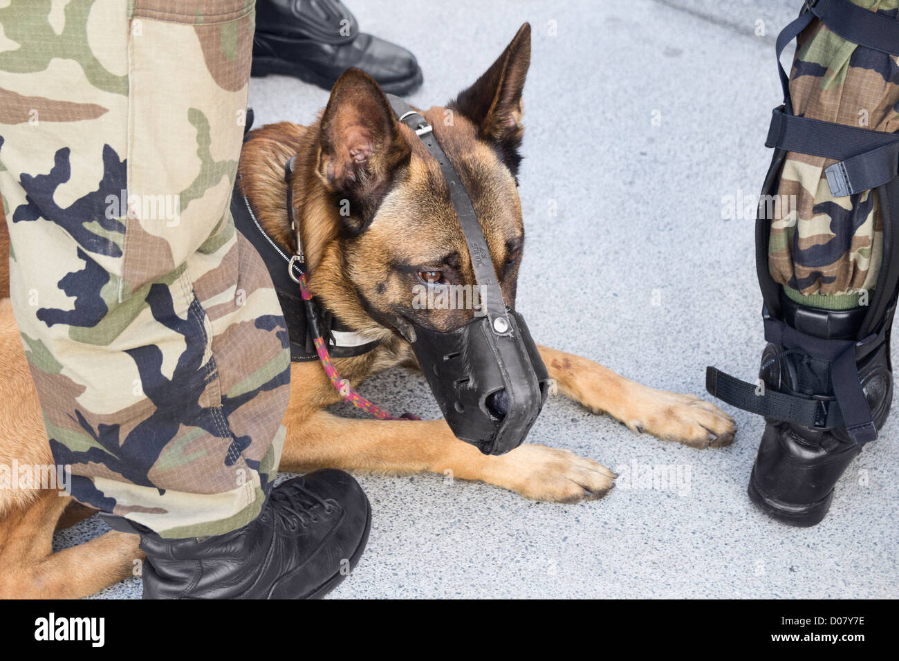 spanish german shepherd
