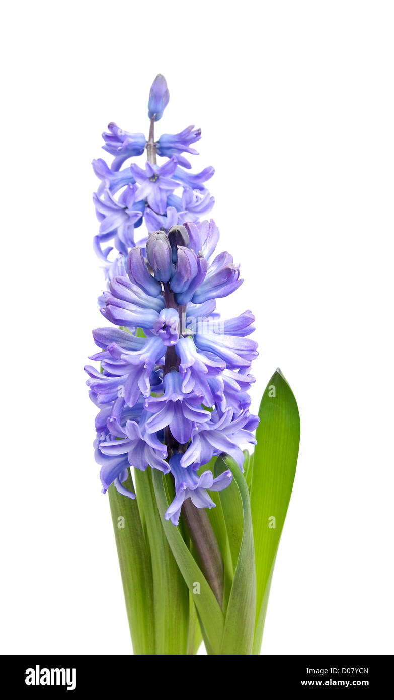 Nếu bạn muốn tìm một bức tranh đẹp trên tường, hoa hyacinth màu tím trên nền trắng là lựa chọn hoàn hảo. Hãy cùng thưởng thức hình ảnh liên quan để chiêm ngưỡng những bông hoa xinh đẹp và thanh lịch này.