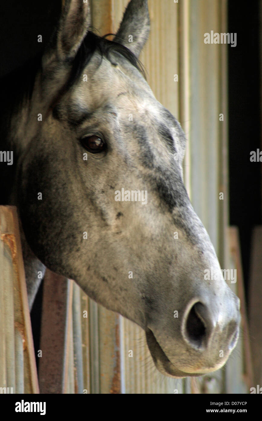 Gray Thoroughbred Horse Peeking Out Of Stall; Equus Caballus Stock Photo