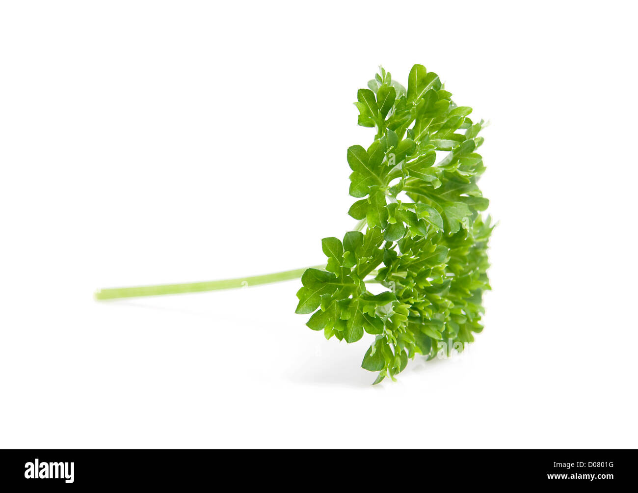 Leaf of fresh parsley isolated on white background Stock Photo - Alamy
