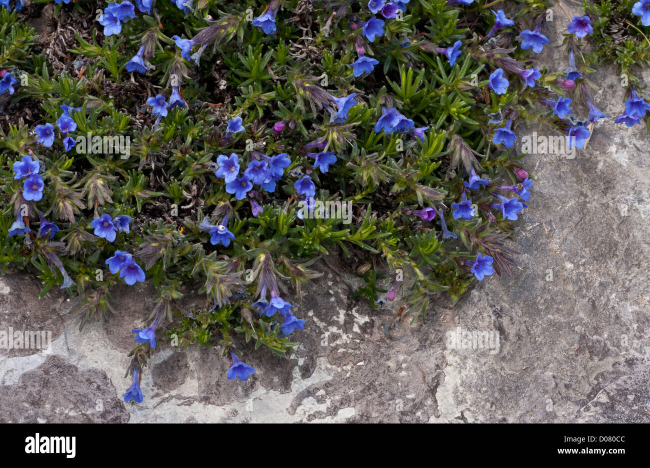 A blue gromwell Lithospermum (lithodora) diffusum, on limestone in the Picos de Europa, Spain. Stock Photo