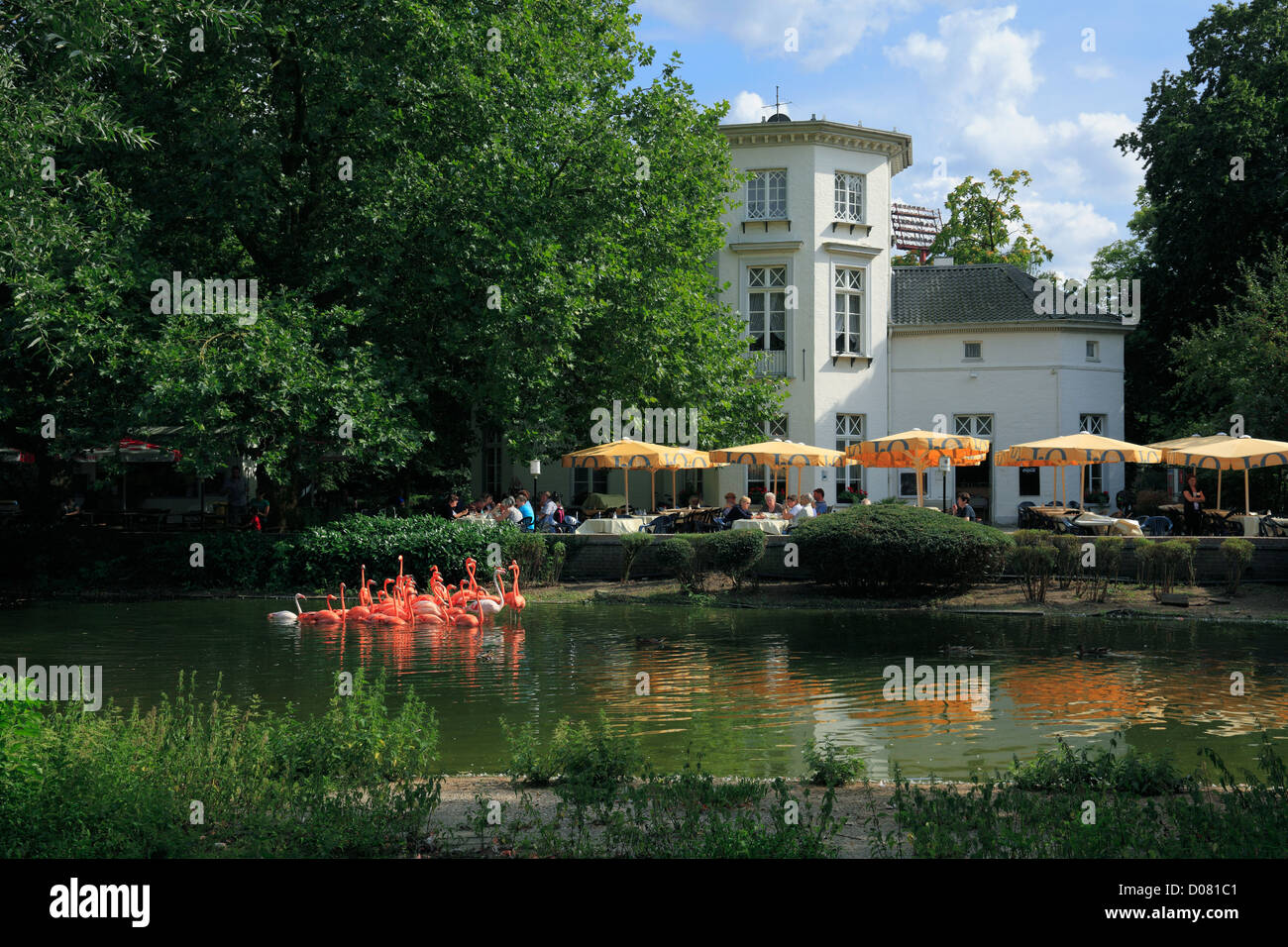 Kuba-Flamingos vor dem Restaurant Grotenburgschloesschen im Krefelder Zoo in Krefeld-Bockum, Niederrhein, Nordrhein-Westfalen Stock Photo