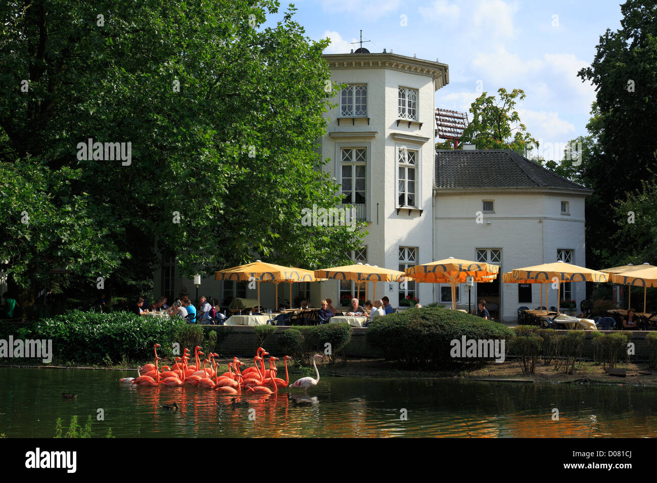 Kuba-Flamingos vor dem Restaurant Grotenburgschloesschen im Krefelder Zoo in Krefeld-Bockum, Niederrhein, Nordrhein-Westfalen Stock Photo