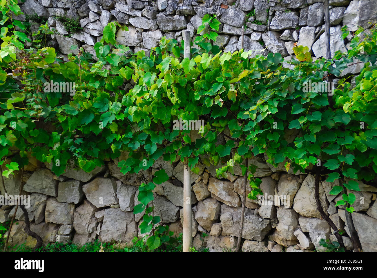 Veneto,  Valsugana : an old vineyard attached to a  stone  drywall in Valstagna village. Stock Photo