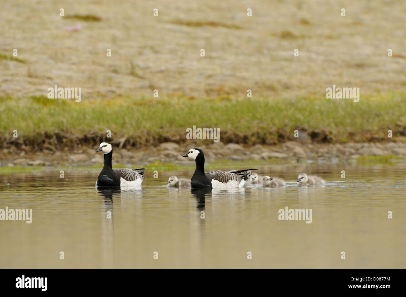 Barnacle Goose (Branta leucopsis) pair swimming with chicks, Iceland, June Stock Photo