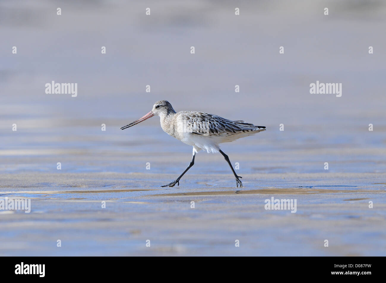Black-tailed Godwit (Limosa limosa) in winter plumage, running over ...