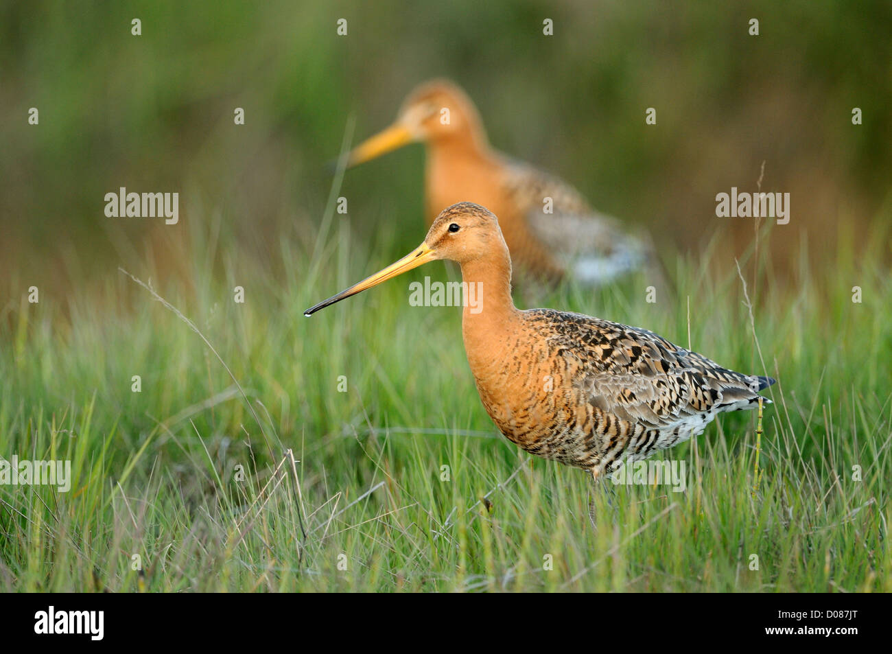 Black-tailed Godwit (Limosa limosa) pair walking together through the grass, Iceland, June Stock Photo