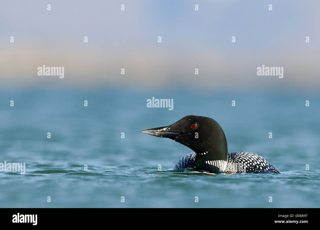 Great Northern Diver (Gavia immer) in summer breeding plumage, Lake Myvtan, Iceland, June Stock Photo